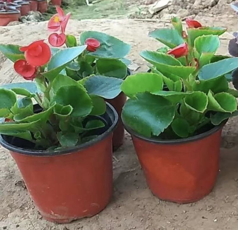 室内绿植四季海棠