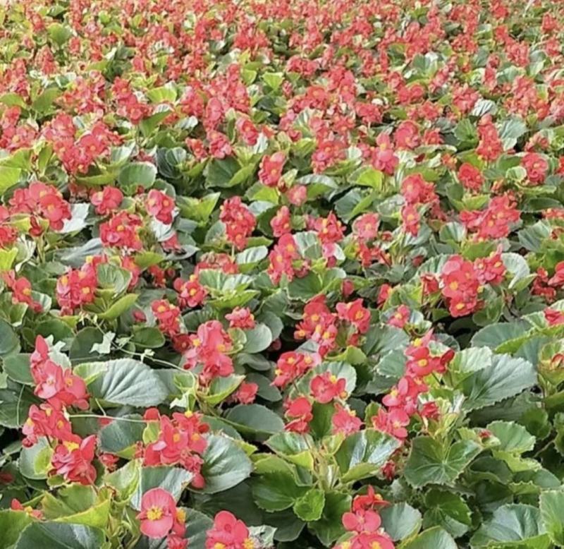 室内绿植四季海棠