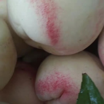 宽甸县白桃,急售，量大(不发快递！不发快递)