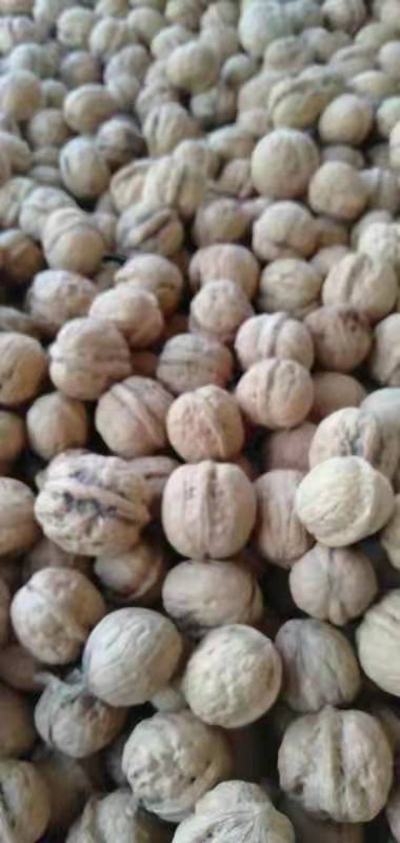 薄皮核桃