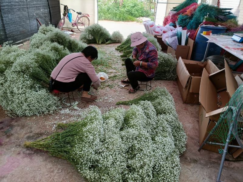 昆明满天星永生花，彩色情人草！勿忘我加工厂成品批发