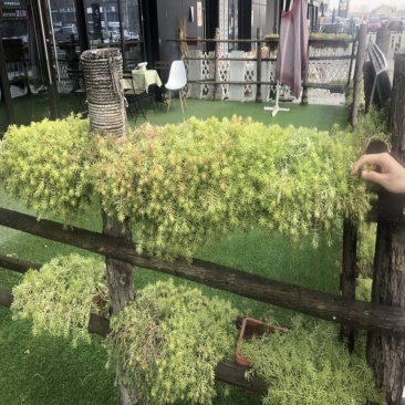 佛甲草黄金条抗寒耐悍