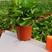 精品绿萝除甲醛净化空气室内植物水培花卉绿植绿箩新房家用