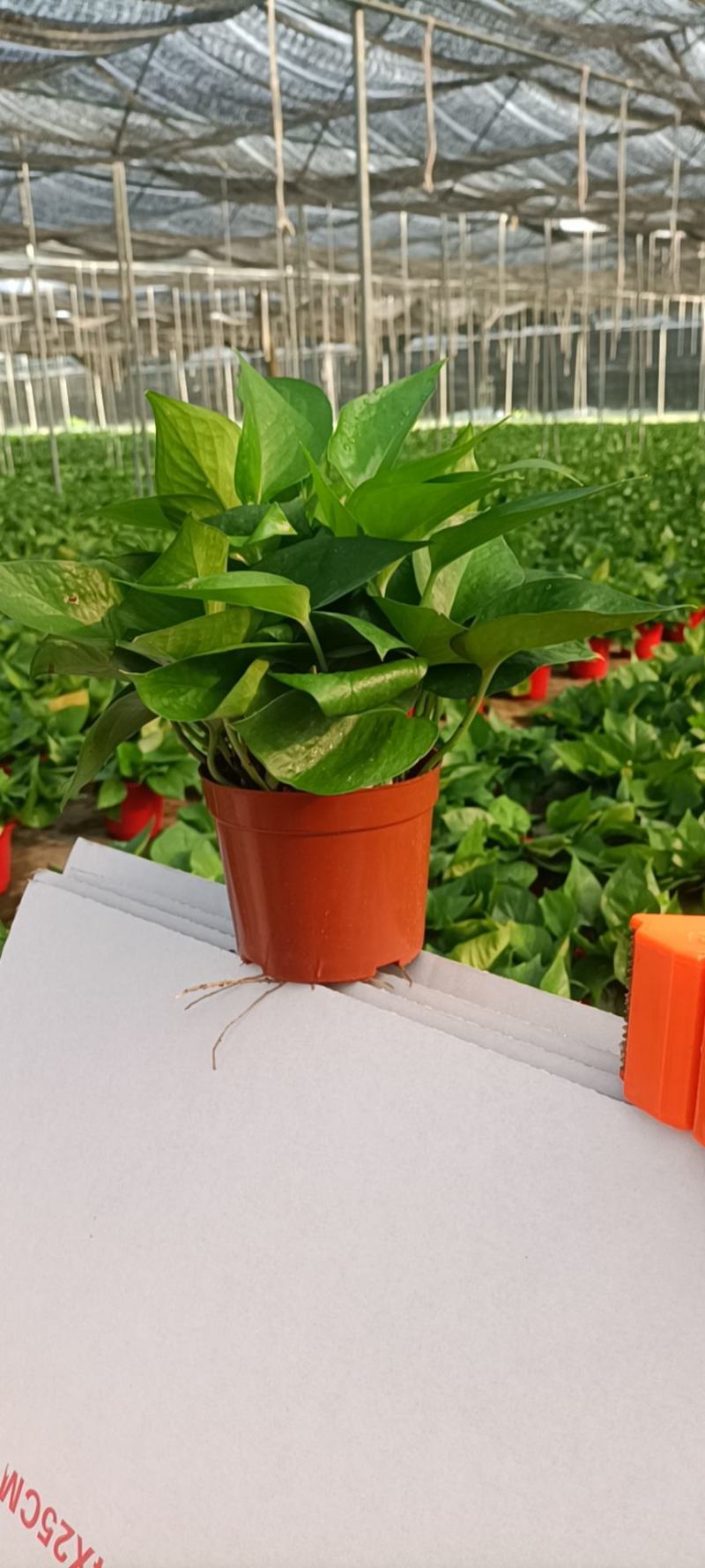 精品绿萝除甲醛净化空气室内植物水培花卉绿植绿箩新房家用