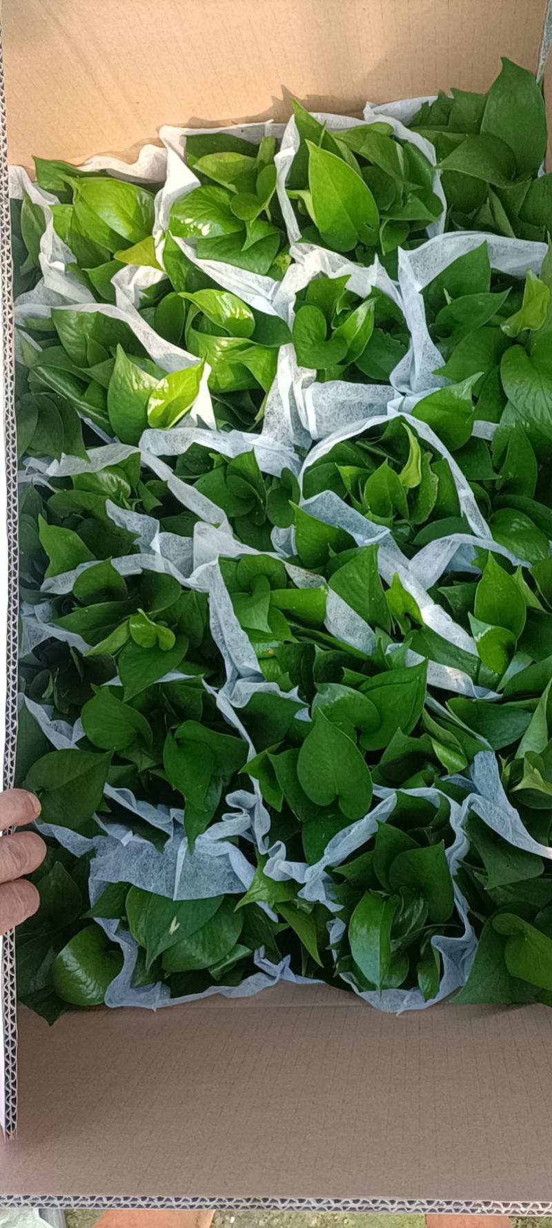 精品绿萝除甲醛净化空气室内植物水培花卉绿植绿箩新房家用