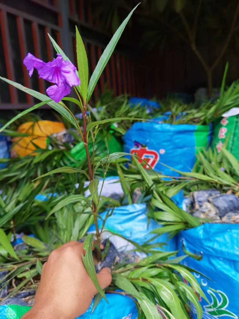 翠芦莉福建省漳州市供应绿化庭院设计，翠芦莉！大量供应袋苗