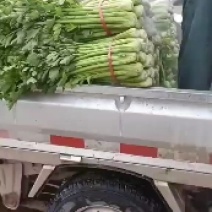 大量扎巴子西芹有货，产地直销批发零售需要的联系