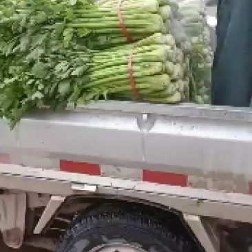 大量扎巴子西芹有货，产地直销批发零售需要的联系