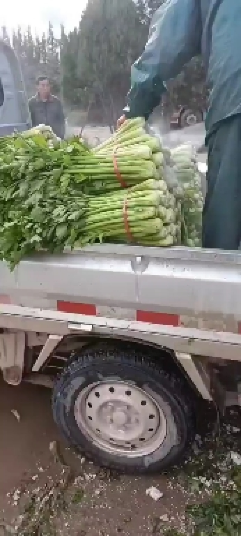 大量扎巴子西芹有货，产地直销批发零售需要的联系