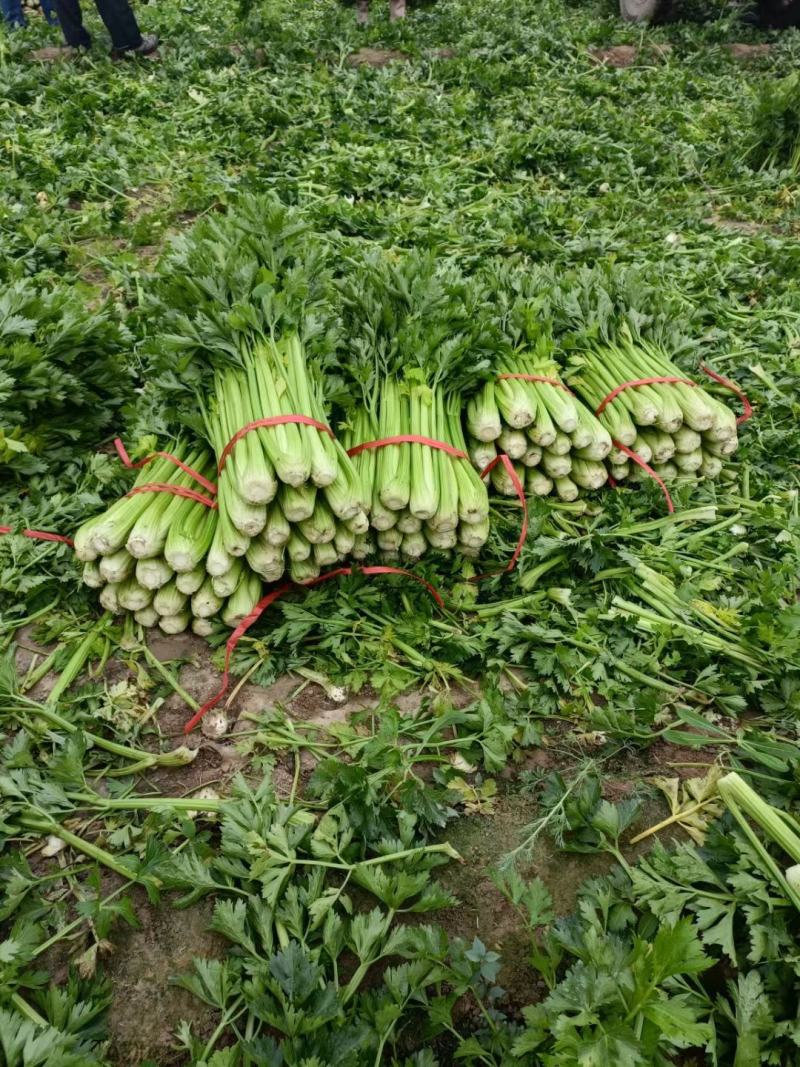 大量扎巴子西芹有货，产地直销批发零售需要的联系