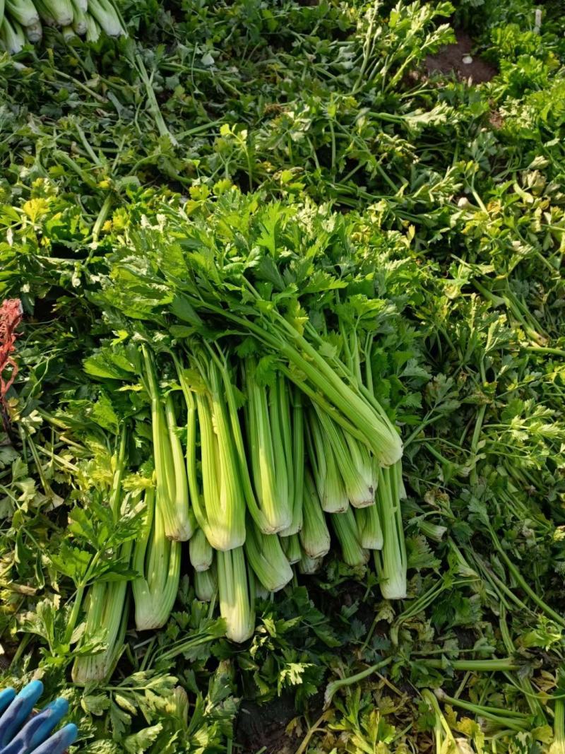 大量扎巴子西芹有货，产地直销批发零售需要的联系