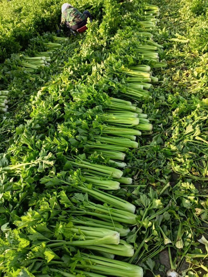 大量扎巴子西芹有货，产地直销批发零售需要的联系