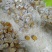 长白山嘎嘎纯的椴树蜜雪花蜜一等椴树蜜结晶不结晶