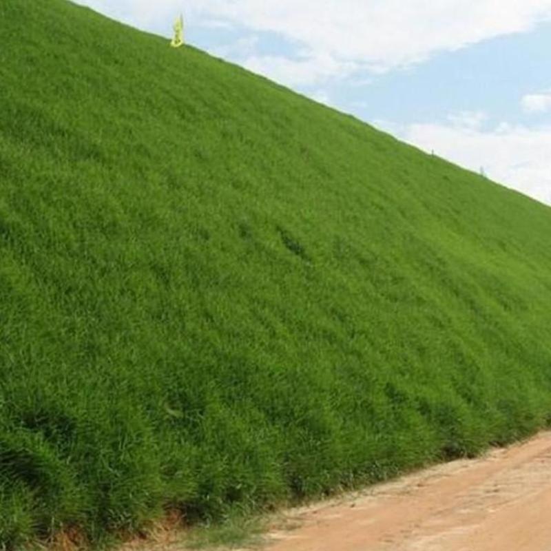 进口狗牙根草坪种子巴根草种籽四季常青护坡固土草籽耐旱