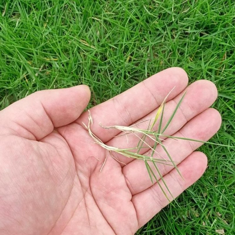 进口狗牙根草坪种子巴根草种籽四季常青护坡固土草籽耐旱