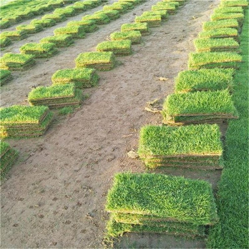 进口狗牙根草坪种子巴根草种籽四季常青护坡固土草籽耐旱