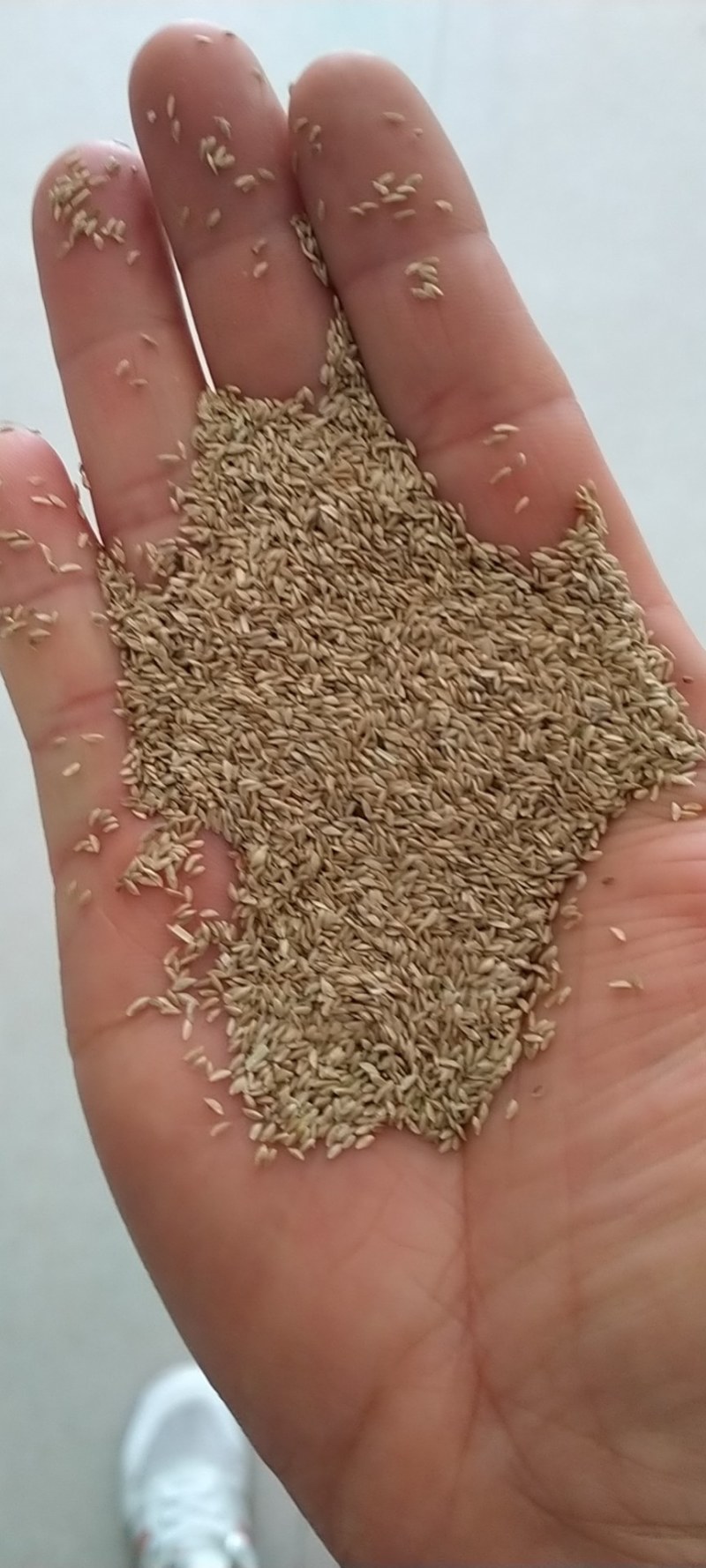 进口狗牙根草坪种子巴根草种籽四季常青护坡固土草籽耐旱