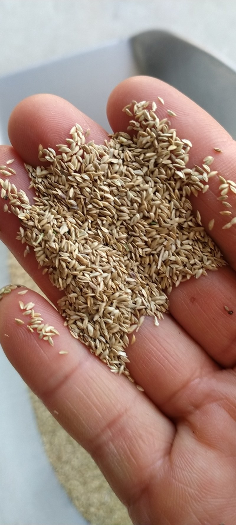 进口狗牙根草坪种子巴根草种籽四季常青护坡固土草籽耐旱