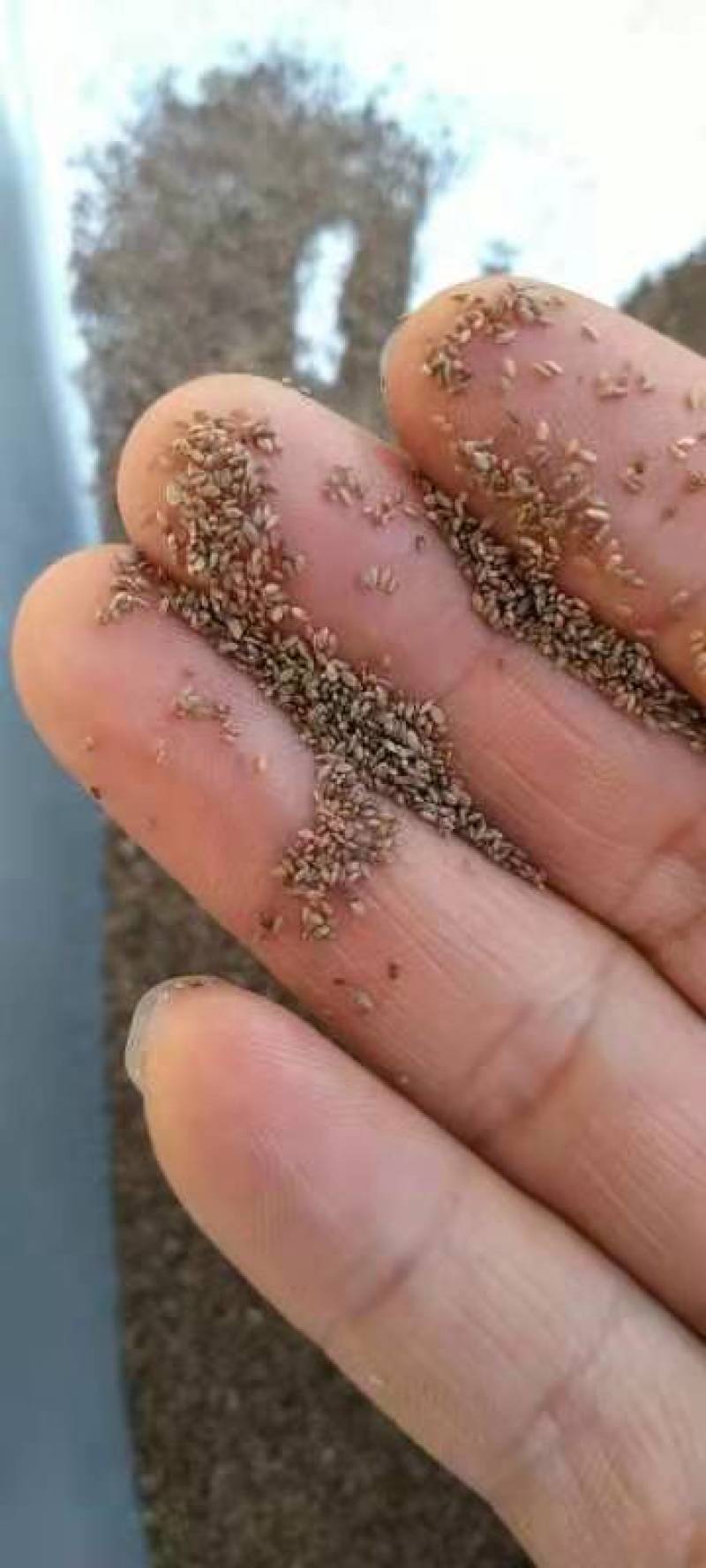 进口狗牙根草坪种子巴根草种籽四季常青护坡固土草籽耐旱