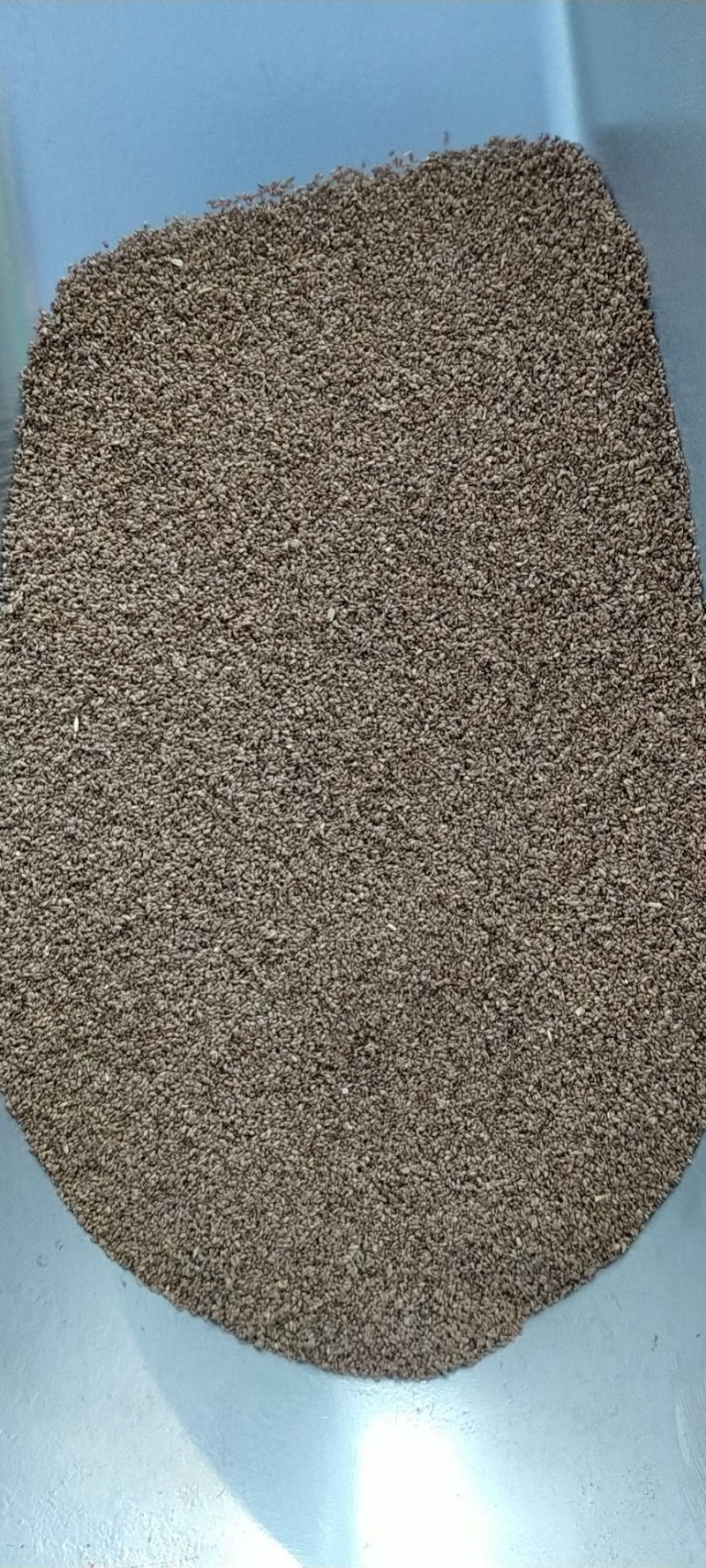 进口狗牙根草坪种子巴根草种籽四季常青护坡固土草籽耐旱