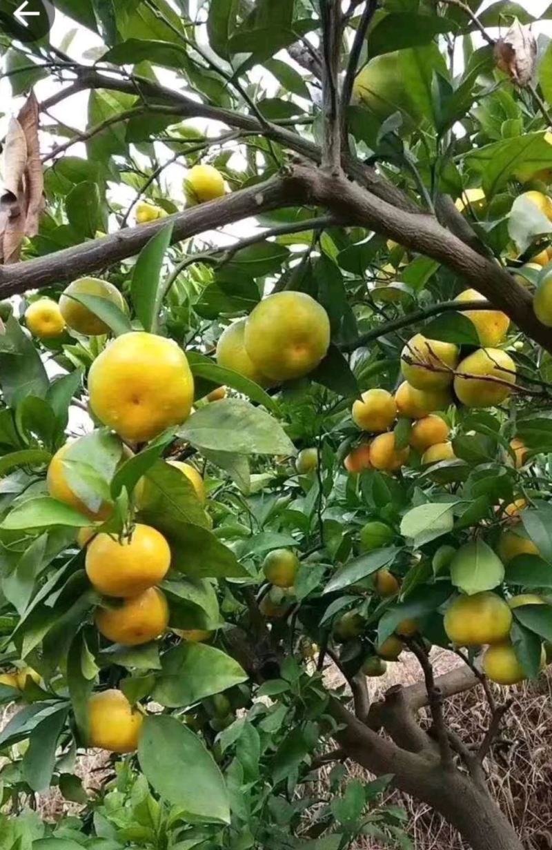 特早蜜橘，特早柑橘，货源充足，看货订货现发