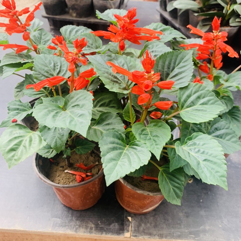 一串红草花绿化组摆