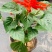 一串红草花绿化组摆