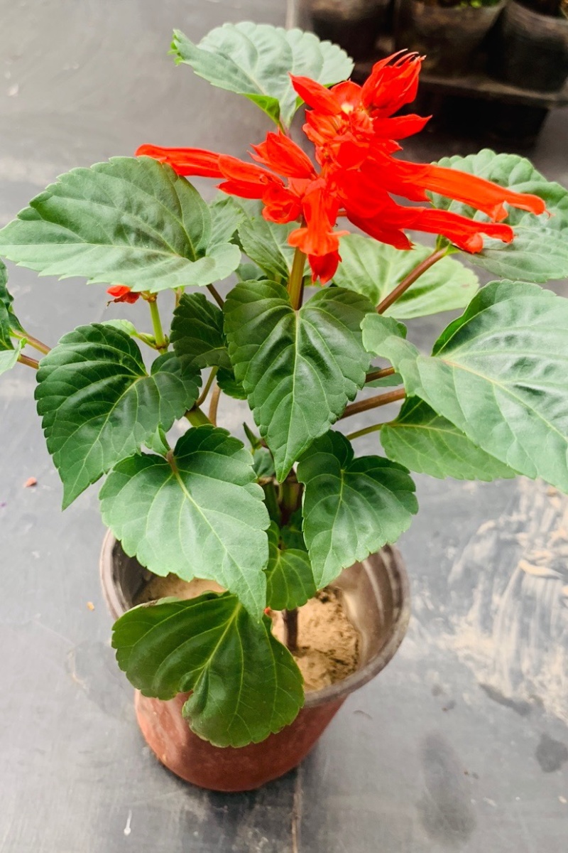 一串红草花绿化组摆