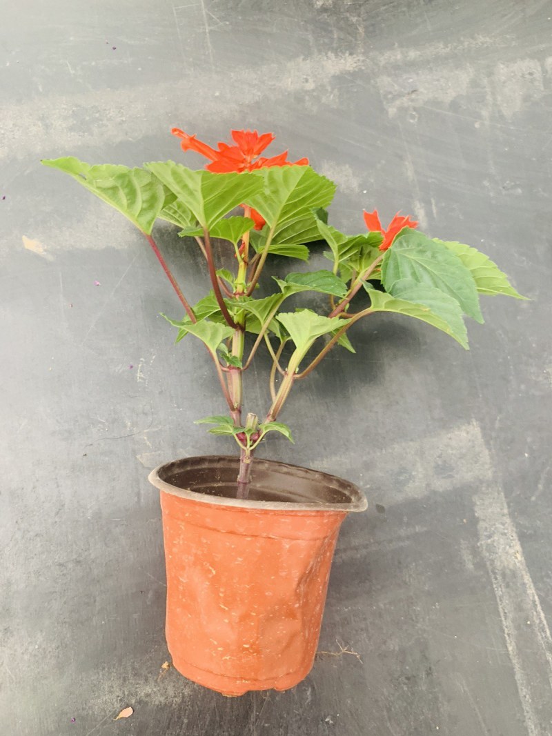 一串红草花绿化组摆