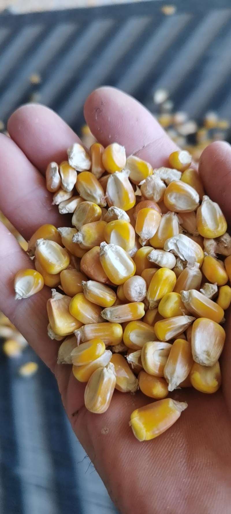 玉米饲料玉米干玉米粒净货量大从优优质玉米货源充足全国发货