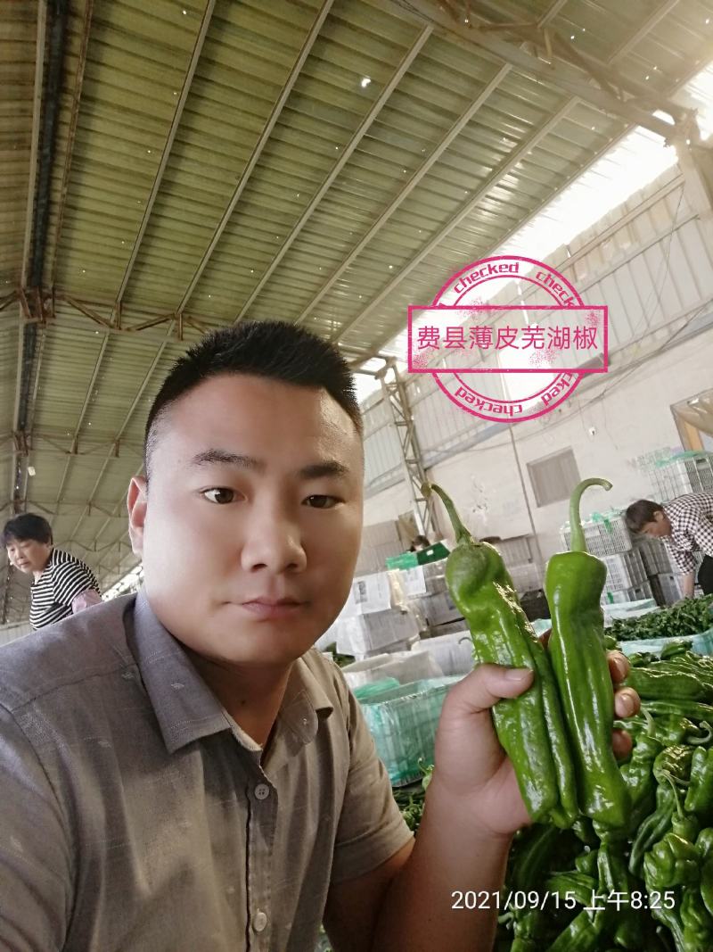 费县新鲜精品薄皮芜湖椒电商市场批发超市直供，原产地直供