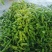 费县新鲜精品薄皮芜湖椒电商市场批发超市直供,原产地直供