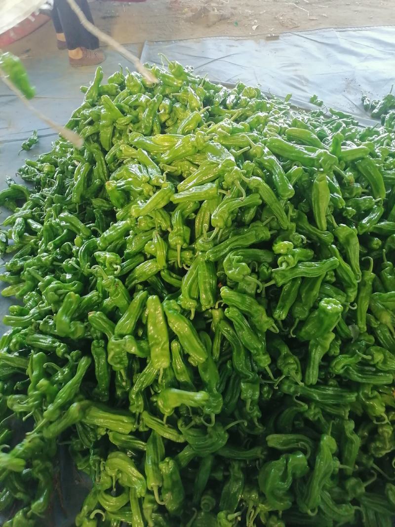 费县新鲜精品薄皮芜湖椒电商市场批发超市直供，原产地直供