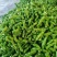 费县新鲜精品薄皮芜湖椒电商市场批发超市直供,原产地直供