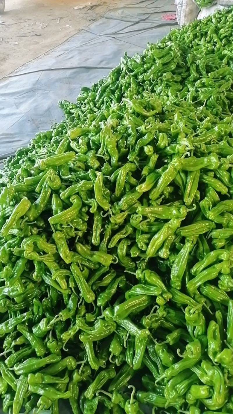 费县新鲜精品薄皮芜湖椒电商市场批发超市直供，原产地直供