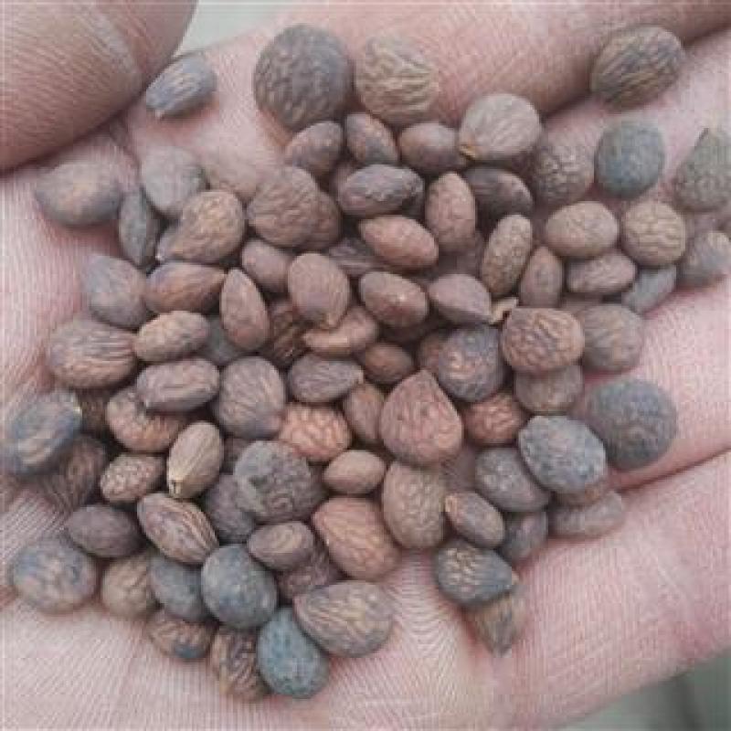 蕤仁，野生水洗新货甤仁，芮仁质量保证，欢迎咨询购买！