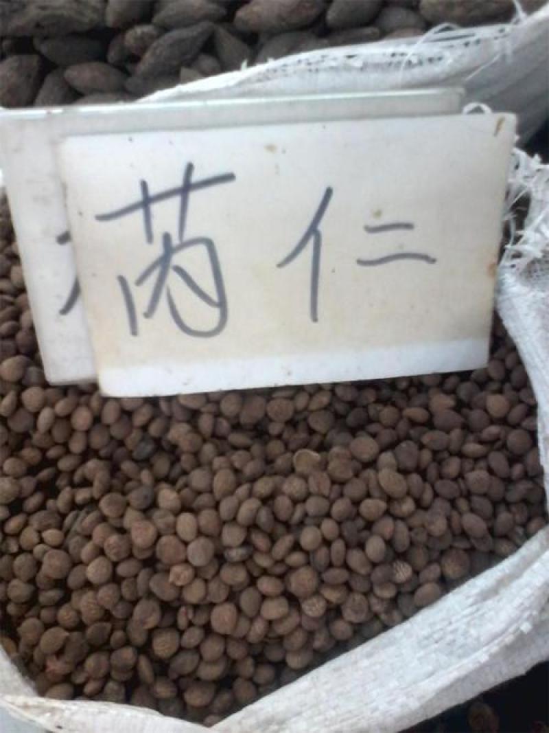 蕤仁，野生水洗新货甤仁，芮仁质量保证，欢迎咨询购买！