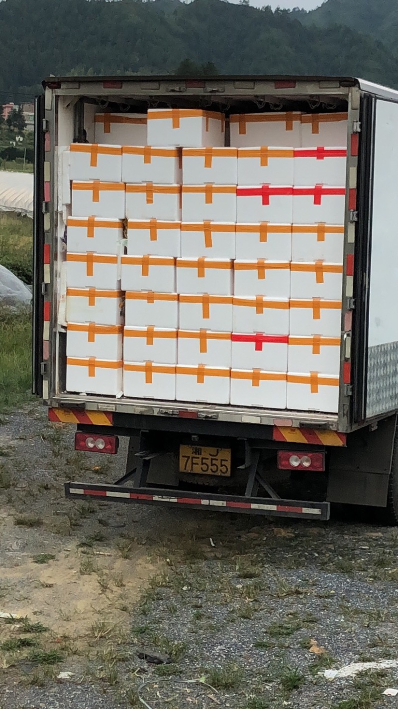 湖南省郴州市汝城精品青扁豆，红扁豆，小扁豆，