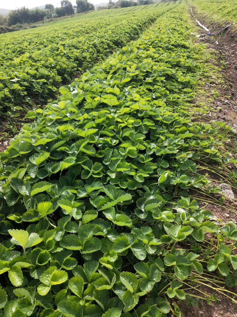 香蕉草莓苗种植基地现挖现卖脱毒草莓苗成活率高
