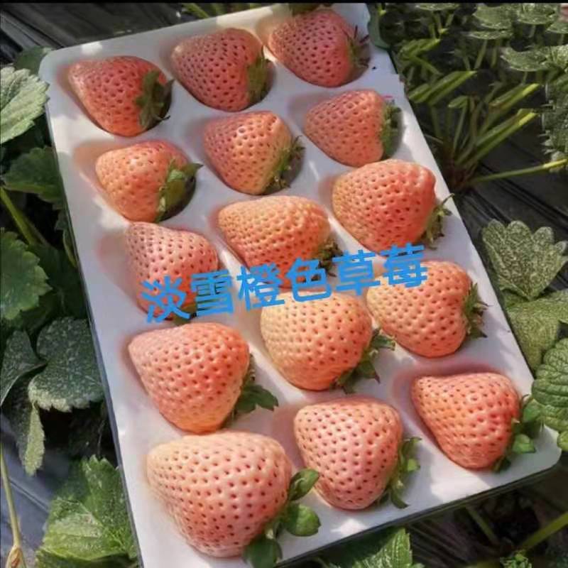 淡雪草莓苗种植基地现挖现卖脱毒指导技术服务品种全