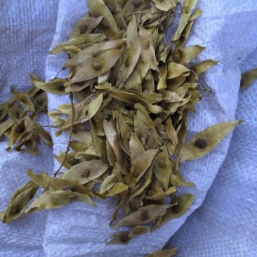 凤眼果，凤眼草新货，椿树果颜色好干净无杂