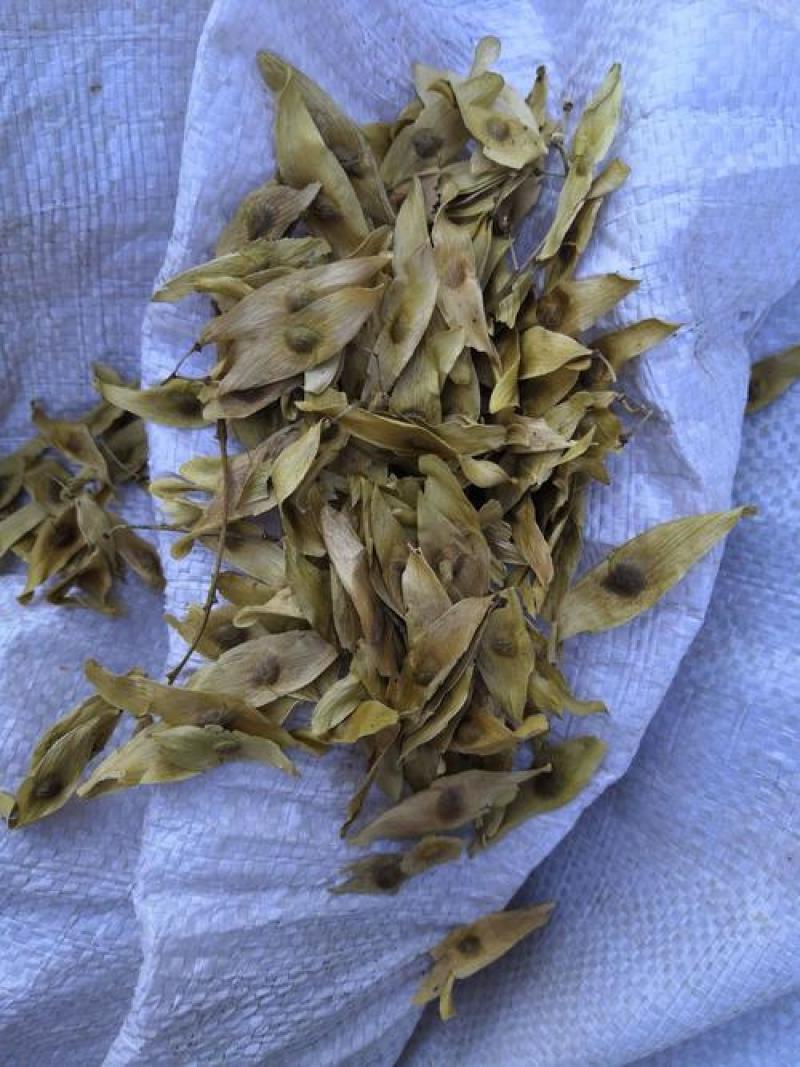 凤眼果，凤眼草新货，椿树果颜色好干净无杂