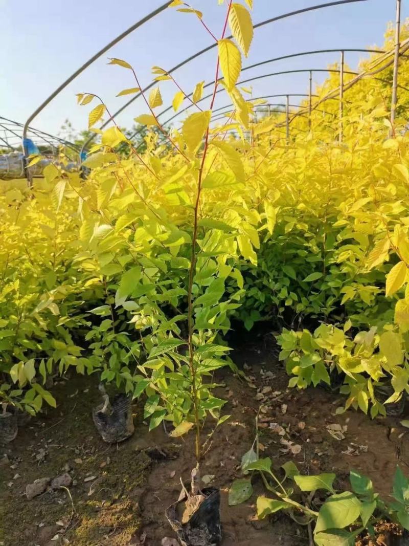 金叶榆杯苗30/40/50/60规格齐全成活率高价格优惠