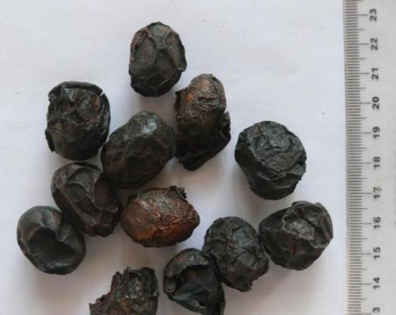 广枣，南酸枣精品新货，个头大颜色正肉质厚二斤起批不包邮