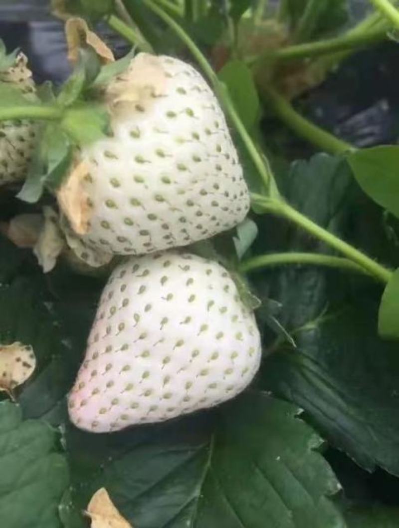 粉色之恋草莓苗现挖现卖基地直发，脱毒草莓苗成活率高