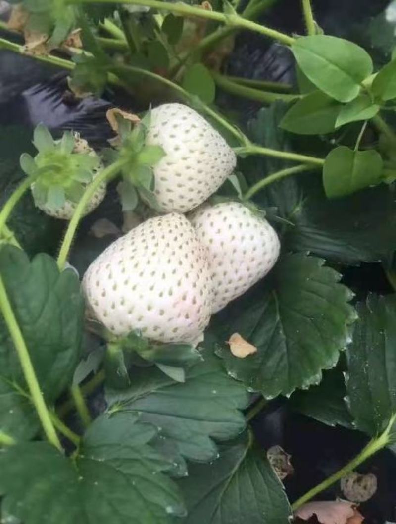 粉色之恋草莓苗现挖现卖基地直发，脱毒草莓苗成活率高