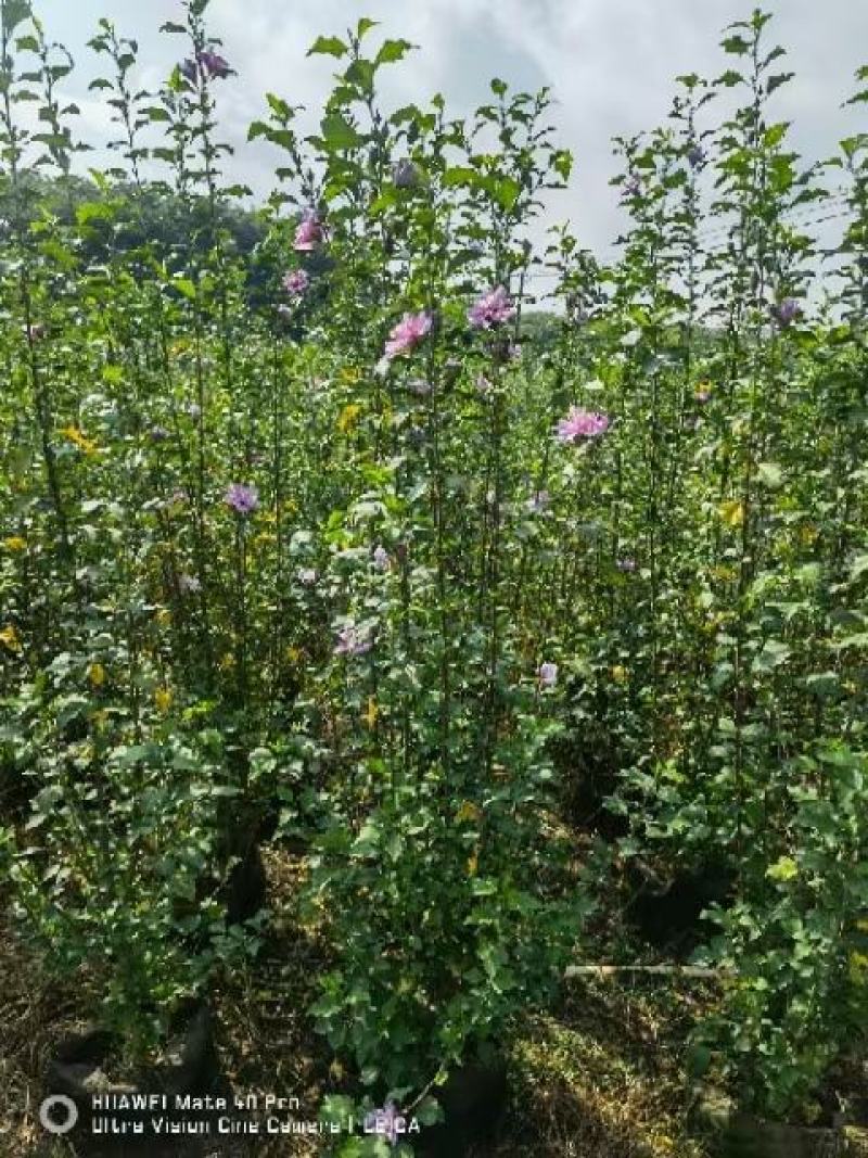 木槿，自家苗圃基地，自产自销量大从优，欢迎选购
