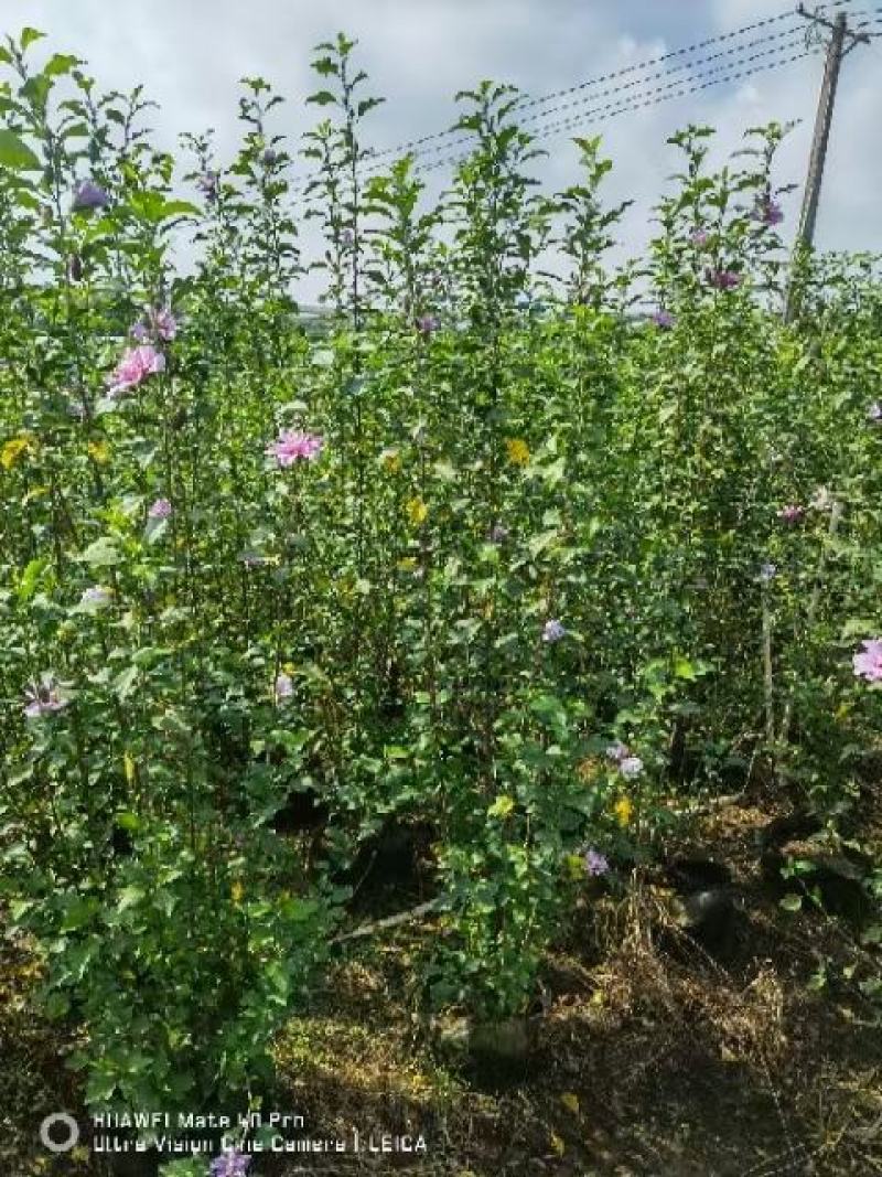 木槿，自家苗圃基地，自产自销量大从优，欢迎选购