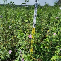 木槿，自家苗圃基地，自产自销量大从优，欢迎选购