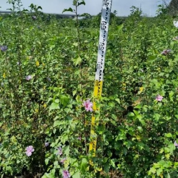 木槿，自家苗圃基地，自产自销量大从优，欢迎选购
